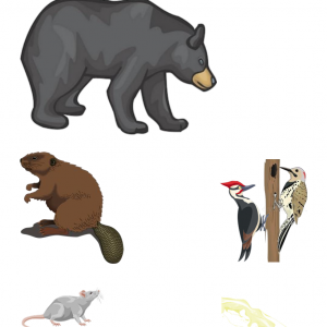 manipulative images of a bear, a beaver, a rat and woodpeckers