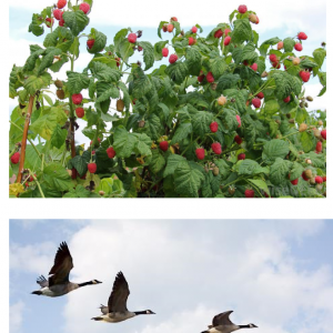 Photographs of a raspberry bush and geese in flight